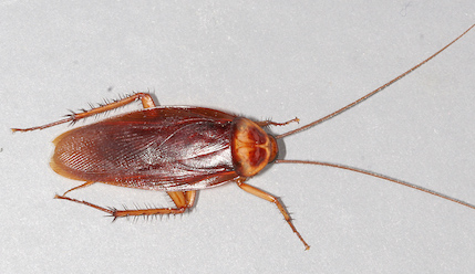American cockroach Melbourne